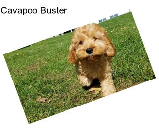 Cavapoo Buster