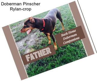 Doberman Pinscher Rylan-crop