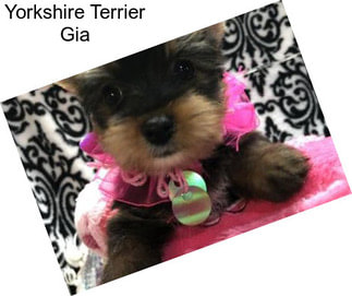 Yorkshire Terrier Gia