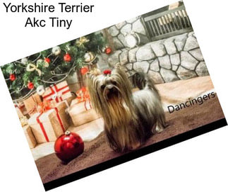 Yorkshire Terrier Akc Tiny