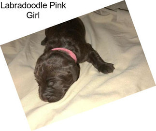 Labradoodle Pink Girl