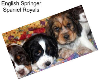 English Springer Spaniel Royals