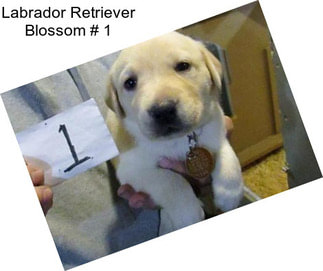 Labrador Retriever Blossom # 1