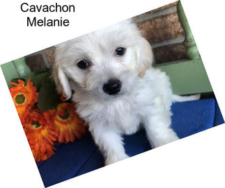 Cavachon Melanie