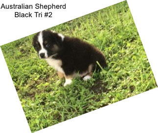 Australian Shepherd Black Tri #2