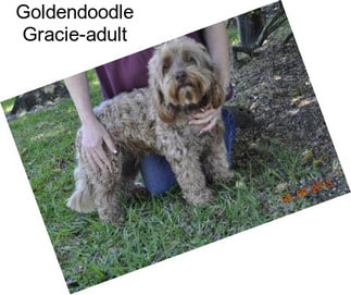 Goldendoodle Gracie-adult