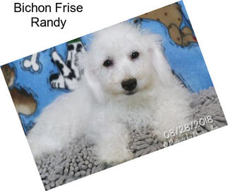 Bichon Frise Randy