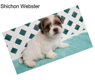 Shichon Webster