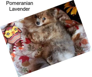 Pomeranian Lavender