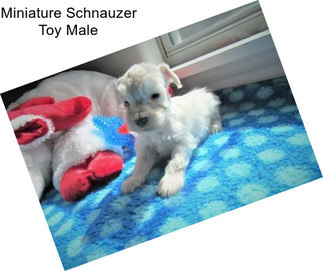 Miniature Schnauzer Toy Male