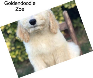 Goldendoodle Zoe