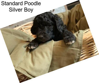 Standard Poodle Silver Boy