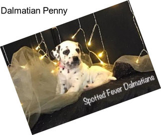 Dalmatian Penny