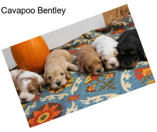 Cavapoo Bentley