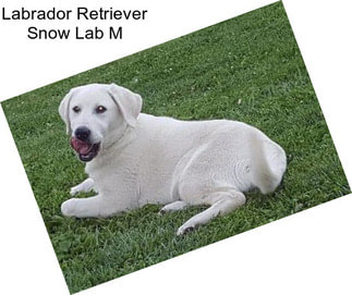 Labrador Retriever Snow Lab M