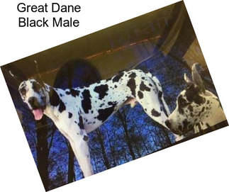 Great Dane Black Male