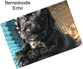 Bernedoodle Echo