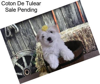 Coton De Tulear Sale Pending