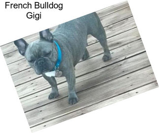 French Bulldog Gigi