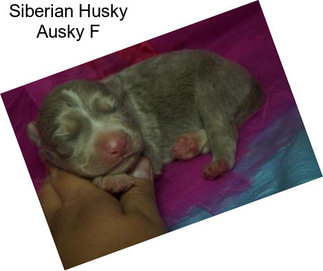 Siberian Husky Ausky F