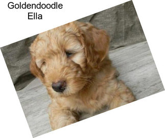 Goldendoodle Ella