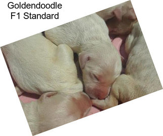 Goldendoodle F1 Standard