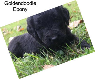 Goldendoodle Ebony