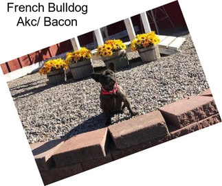 French Bulldog Akc/ Bacon