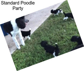 Standard Poodle Party