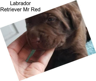 Labrador Retriever Mr Red