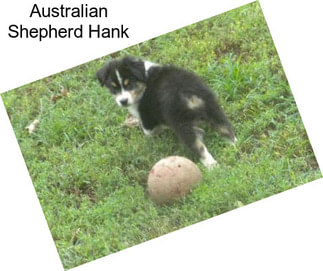 Australian Shepherd Hank