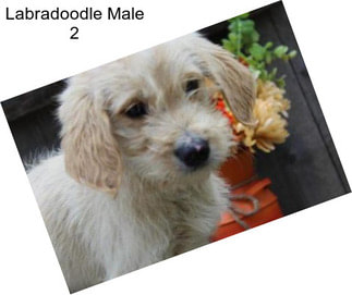 Labradoodle Male 2