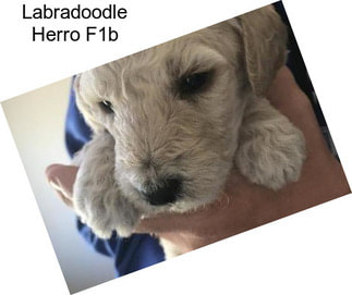 Labradoodle Herro F1b