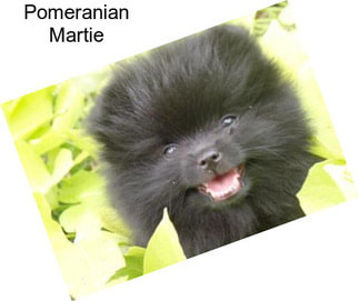 Pomeranian Martie