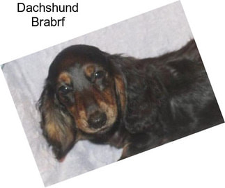 Dachshund Brabrf