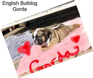 English Bulldog Gorda