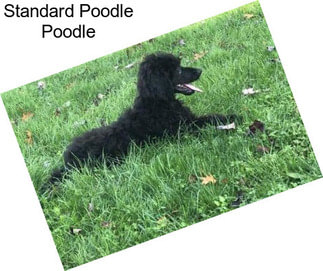 Standard Poodle Poodle