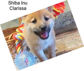 Shiba Inu Clarissa