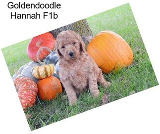 Goldendoodle Hannah F1b