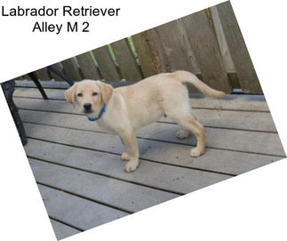 Labrador Retriever Alley M 2