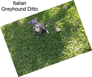 Italian Greyhound Ditto