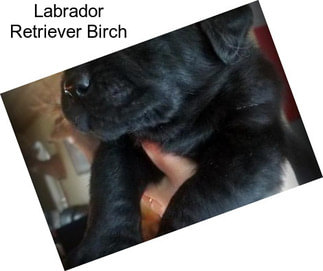 Labrador Retriever Birch