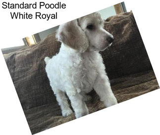 Standard Poodle White Royal