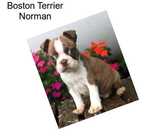 Boston Terrier Norman