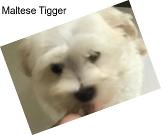 Maltese Tigger