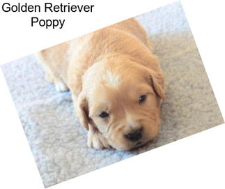 Golden Retriever Poppy