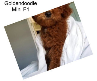 Goldendoodle Mini F1