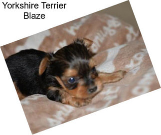 Yorkshire Terrier Blaze