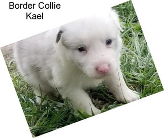 Border Collie Kael