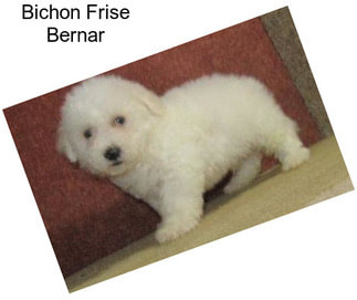 Bichon Frise Bernar